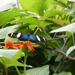 ID? - Montreal Insectarium