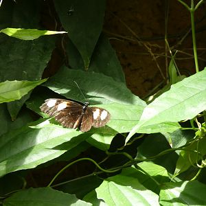 ID? - Montreal Insectarium