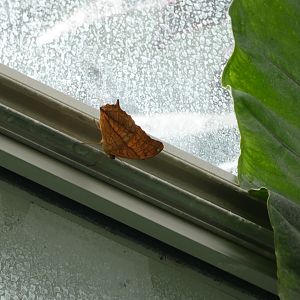 ID? - Montreal Insectarium