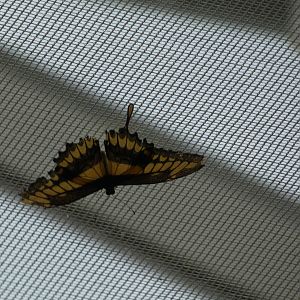 ID? - Montreal Insectarium