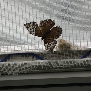 ID? - Montreal Insectarium