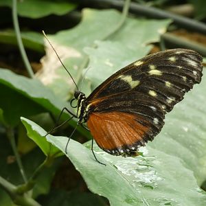 ID? - Montreal Insectarium