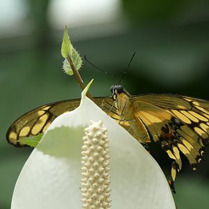 ID? - Montreal Insectarium