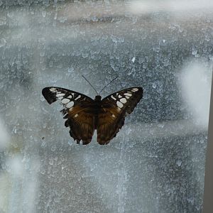 ID? - Montreal Insectarium