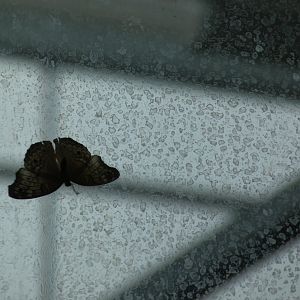 ID? - Montreal Insectarium