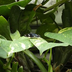 ID? - Montreal Insectarium