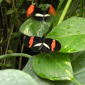 ID? - Montreal Insectarium