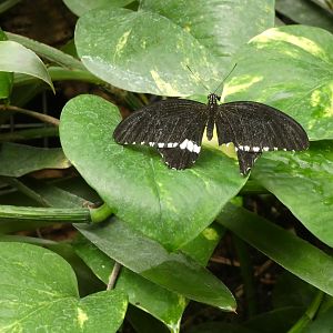 ID? - Montreal Insectarium