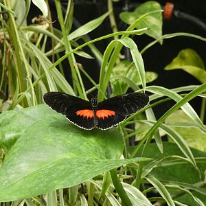 ID? - Montreal Insectarium
