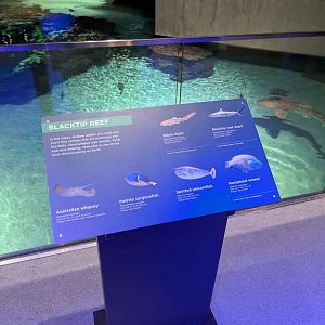 Blacktip Reef Animal ID Display