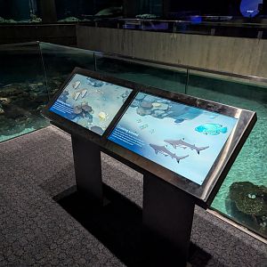 Blacktip Reef Animal ID Display