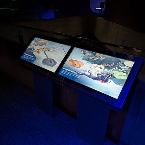 Blacktip Reef Animal ID Display