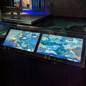 Blacktip Reef Animal ID Display