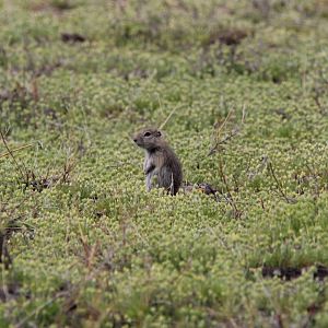 Snake River Plain Ground Squirrel