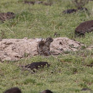 Snake River Plain Ground Squirrel