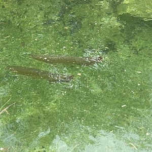 Entrance Gorge - Asian Arowana (Scleropages formosus)