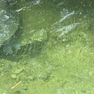 Entrance Gorge - tilapia