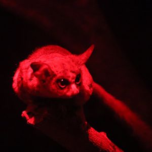 Senegal Bushbaby (Galago senegalensis)