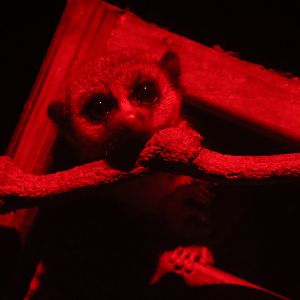 Fat-tailed Dwarf Lemur