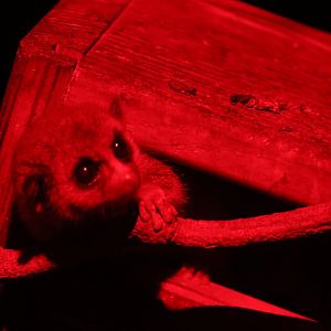 Western Fat-tailed Dwarf Lemur  (Cheirogaleus medius)