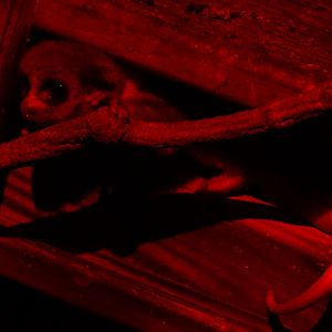 Fat-tailed Dwarf Lemur  (Cheirogaleus medius)