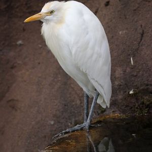 Eastern Cattle-egret (Ardea coromanda)