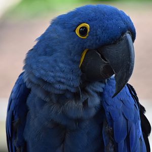 Hyacinth macaw