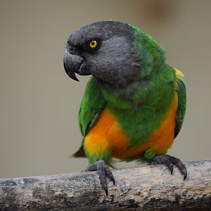 Senegal parrot