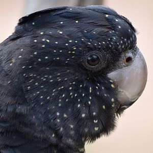 Red-tailed black cockatoo