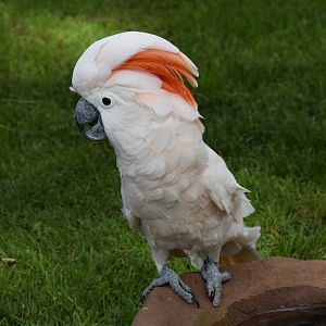 Moluccan cockatoo