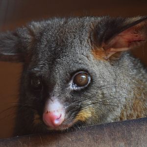 Brush-tailed possum
