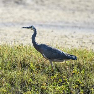 White-faced Heron