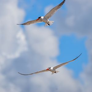 Caspian Terns