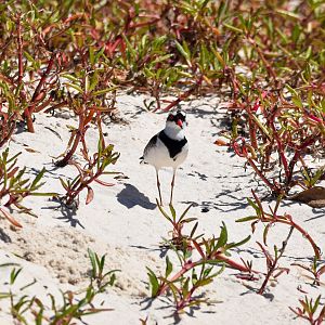 Black-fronted Dotterel