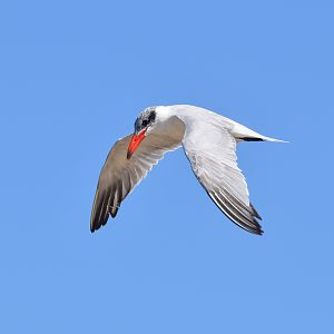 Caspian Tern