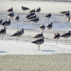 Whimbrels