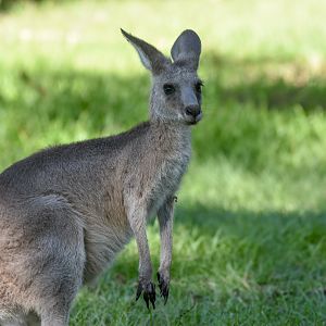 Eastern Grey Kangaroo