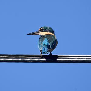Sacred Kingfisher