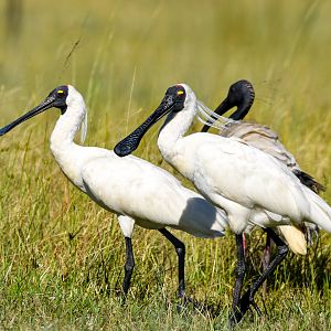 Royal Spoonbills and Australian Ibis