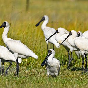 Royal Spoonbills