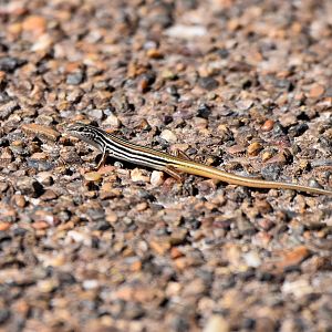 Copper-tailed Skink