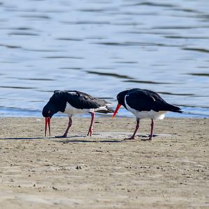 Pied Oystercatchers