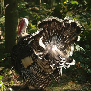 Wild turkey (Meleageris gallopavo), 2007-09-16