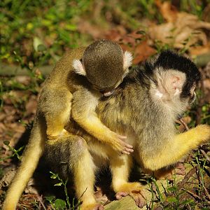 Bolivian squirrel monkeys (Saimiri boliviensis boliviensis), 2007-09-16