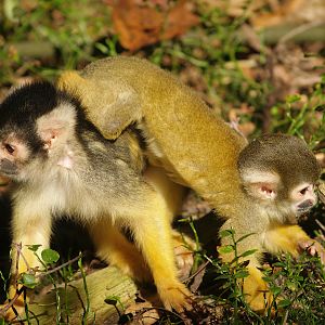 Bolivian squirrel monkeys (Saimiri boliviensis boliviensis), 2007-09-16