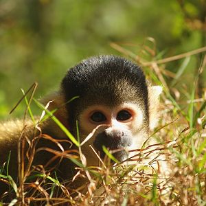 Bolivian squirrel monkey (Saimiri boliviensis boliviensis), 2007-09-16