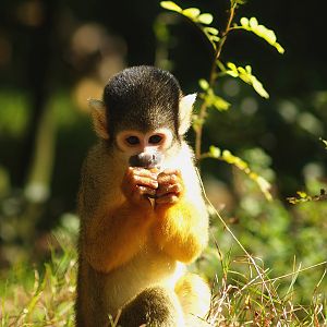 Bolivian squirrel monkey (Saimiri boliviensis boliviensis), 2007-09-16