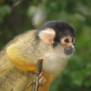 Bolivian squirrel monkey (Saimiri boliviensis boliviensis), 2007-09-16