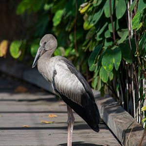 Asian Openbill