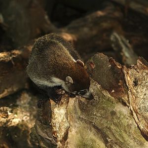 White-nosed coati (Nasua narica), 2007-09-16